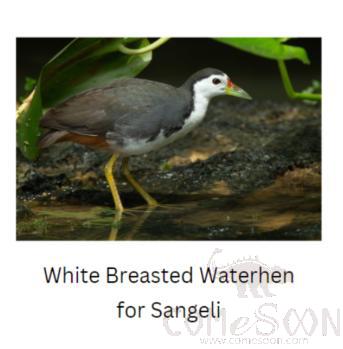 White Breasted Waterhen Soft Doll，10*12cm